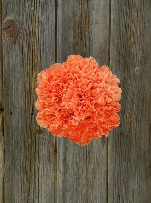 ORANGE CARNATIONS